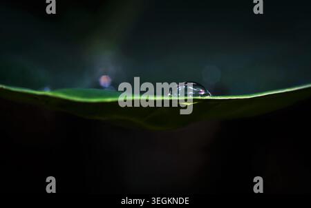 Quilon, Kerala, India - 2 Giugno 2019: Acqua scende sul bordo del verde foglia araceae con bella riflessione sul suo fondo Foto Stock