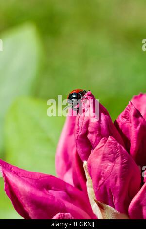 Scarabeo a foglia rossa (Chrysomelidae) su un bocciolo di fiori di rododendro rosa Foto Stock