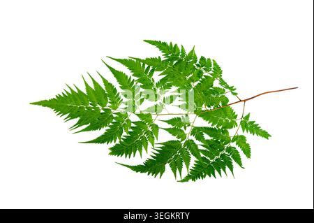 Singolo ramo verde fresco in foglia di felce isolato su fondo bianco pieno Foto Stock
