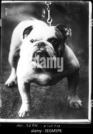 Un bulldog francese è stato messo in posa per una fotografia della stampa nel 1913. Il cane si siede su una superficie o una piattaforma in uno studio o in un ambiente allestito in Francia per una fotografia di archivio. Foto Stock