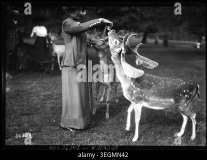 Addomesticare i cervi incolti riuniti intorno a una donna che li dava da mangiare a mano in un parco di Londra nel 1914, in una fotografia della stampa che registrava l'interazione tra visitatori e animali in uno spazio verde pubblico in Gran Bretagna. Foto Stock