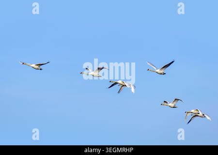 Gruppo migratorio di cigni muti adulti (Cygnus olor) chiamati volo / gregge / cuneo che volano contro il cielo blu in inverno Foto Stock