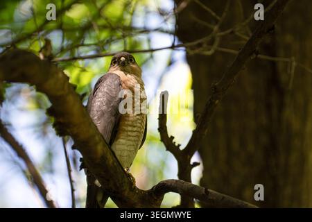 Un bellissimo ritratto di un maschio adulto Sparrowhawk eurasiatico arroccato su un ramo muschiato nel suo habitat naturale boschivo. Foto Stock
