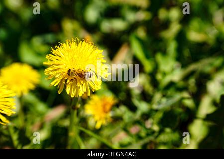 Api mellifere che raccolgono il polline dal fiore di dente di leone giallo in un prato verde durante il sole all'aperto di giorno. Foto Stock
