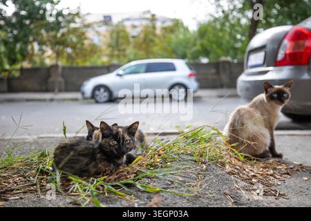 Tre gatti randagi, tra cui giovani gattini di tartaruga e un gatto siamese riposano su un terreno erboso lungo un marciapiede della città accanto al veicolo passeggeri parcheggiato Foto Stock