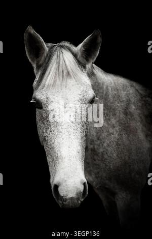 Ritratto cavallo grigio su sfondo nero Foto Stock