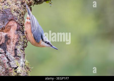 Nuthatch [ Sitta europaea ] sul lato di un vecchio tronco di albero, Somerset, Regno Unito Foto Stock