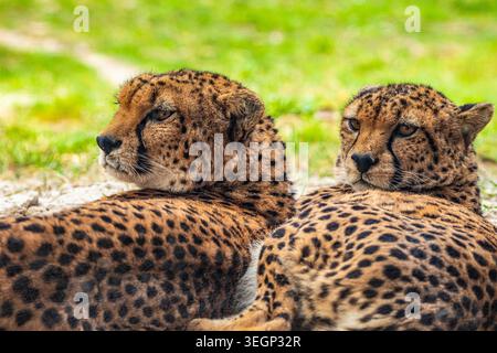 due ghepardi si trovano nelle vicinanze sull'erba verde, molto vicino al contatto visivo. Grande e graziosa bestia felina Foto Stock