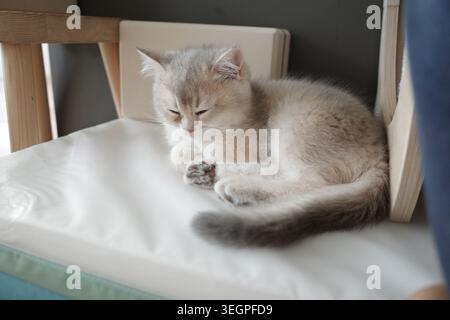 Un gattino inglese d'argento per capelli corti Foto Stock