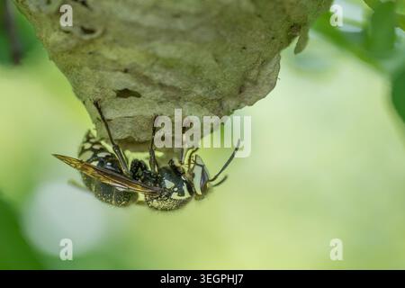 Primo piano di un calabrone dalla faccia calva (Dolichovespula maculata) che costruisce un nido. Questa grande vespa in bianco e nero è nota per la sua aggressiva difesa del nido Foto Stock
