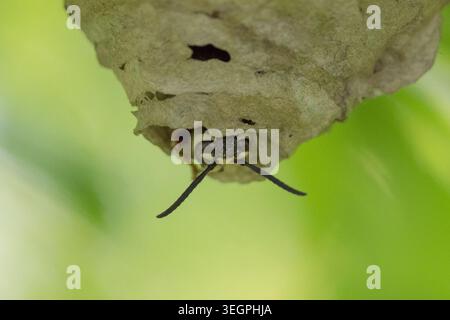 Primo piano di un calabrone dalla faccia calva (Dolichovespula maculata) che costruisce un nido. Questa grande vespa in bianco e nero è nota per la sua aggressiva difesa del nido Foto Stock