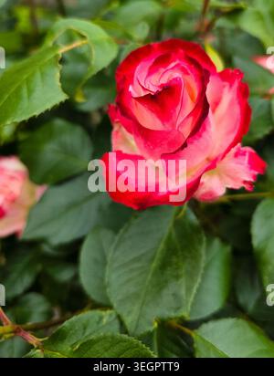 Primo piano di Rose Bicolor rosse e bianche in giardino Foto Stock