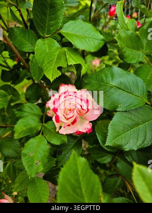 Rosa e rosa bianca in fiore circondati da foglie verdi in giardino Foto Stock