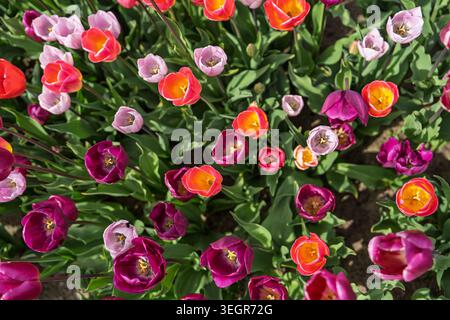 Colorata aiuola di tulipani in primavera, vista dall'alto dei tulipani viola, rosa e arancione che fioriscono Foto Stock