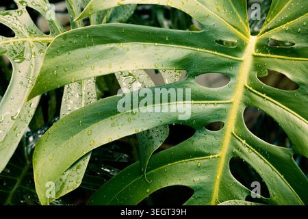 Foglie verdi di Monstera vibranti, adornate da gocce d'acqua dolce, che mostrano le loro iconiche perforazioni naturali e la texture lussureggiante. Foto Stock