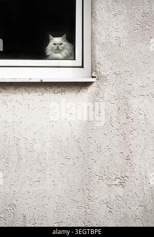 Un gatto angora turco siede annoiato dietro una finestra in una casa con un muro sporco e bianco, Germania, Europa Foto Stock