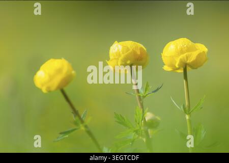 Gruppo di fiori del Trollflower europeo (Trollius europaeus), Ranunculaceae, primavera, Irndorfer Hardt, Parco naturale dell'alto Danubio, Baden-Wuertt Foto Stock
