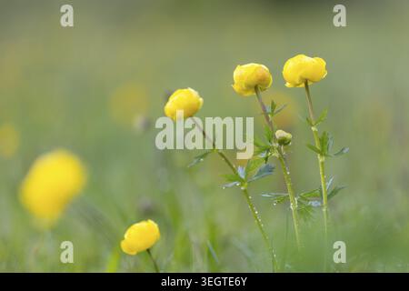 Gruppo di fiori del Trollflower europeo (Trollius europaeus), Ranunculaceae, primavera, Irndorfer Hardt, Parco naturale dell'alto Danubio, Baden-Wuertt Foto Stock
