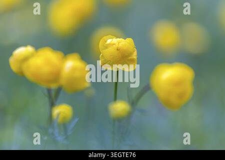 Gruppo di fiori del Trollflower europeo (Trollius europaeus), Ranunculaceae, primavera, Irndorfer Hardt, Parco naturale dell'alto Danubio, Baden-Wuertt Foto Stock