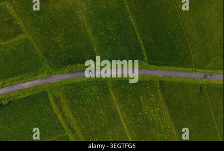 Vista aerea di una strada stretta che si snoda attraverso lussureggianti campi agricoli con una persona su uno scooter SOUTH GOA, Goa, India. Foto Stock