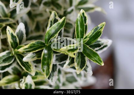 Primo piano della pianta del fuso "Euonymus japonicus Kathy" Foto Stock