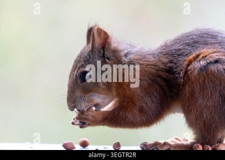 Una splendida foto ravvicinata di uno scoiattolo rosso selvatico (Sciurus vulgaris) scattata in un momento intimo e candido. Lo scoiattolo è mostrato nel profilo, de Foto Stock