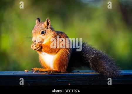 Una splendida foto soleggiata di uno scoiattolo rosso europeo, noto anche come lo scoiattolo rosso eurasiatico (Sciurus vulgaris), seduto su un legno scuro Foto Stock