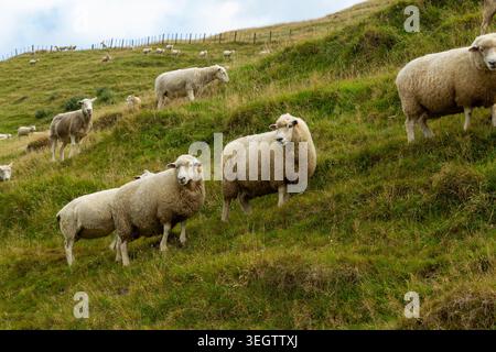 Un gregge di pecore lanose che pascolano su una ripida collina verde, Puponga, Isola del Sud, nuova Zelanda Foto Stock