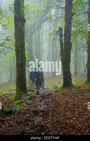Un escursionista solitario con uno zaino cammina lungo un sentiero attraverso una fitta foresta nebbiosa ad Ali Bedni Bugyal, Chamoli, Uttarakhand, India. Foto Stock