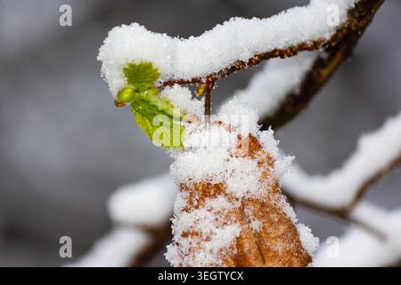 Germoglio verde fresco e foglie secche marroni autunnali ricoperte di neve bianca invernale su un ramo d'albero, catturando il drammatico incontro di diverse stagioni in una Foto Stock