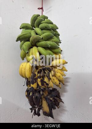 Steli appesi di banane indiane locali che mostrano diversi stadi di maturazione, dal verde fresco al giallo stramondo e al nero marcio Foto Stock
