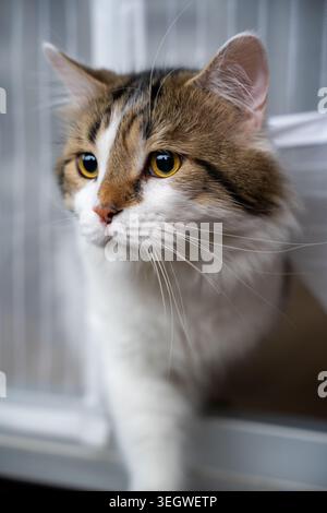 Cattura la delicata curiosità di un bellissimo tabby e di un gatto bianco in questa incantevole foto ravvicinata. Con i suoi sorprendenti occhi dorati e un'attenzione particolare Foto Stock