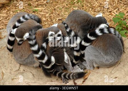 Un gruppo aggrovigliato di lemuri dormienti ha fotografato allo zoo di Colchester nell'Essex, Regno Unito. Foto Stock
