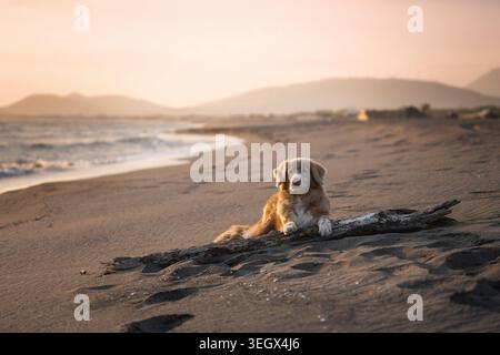 Nova Scotia Duck Tolling Retriever si trova vicino a Shoreline con Montagne e Mare al tramonto Foto Stock