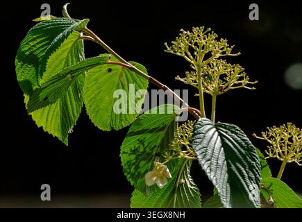 Foglie di alberi e fiori retroilluminati su uno sfondo nero profondo Foto Stock