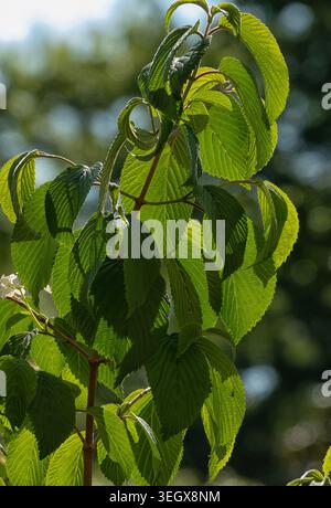Foglie di alberi e fiori retroilluminati su uno sfondo nero profondo Foto Stock