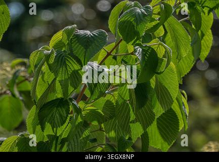 Foglie di alberi e fiori retroilluminati su uno sfondo nero profondo Foto Stock