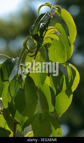 Foglie di alberi e fiori retroilluminati su uno sfondo nero profondo Foto Stock