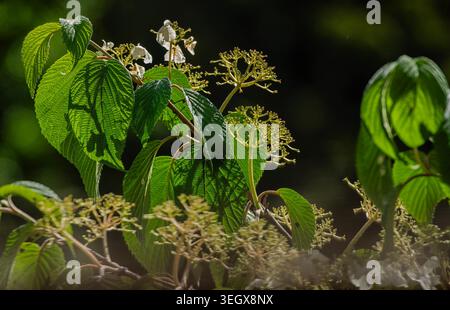 Foglie di alberi e fiori retroilluminati su uno sfondo nero profondo Foto Stock