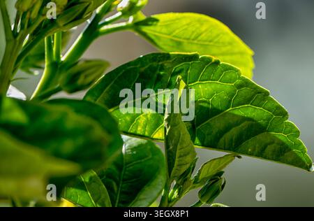 Foglie di alberi e fiori retroilluminati su uno sfondo nero profondo Foto Stock