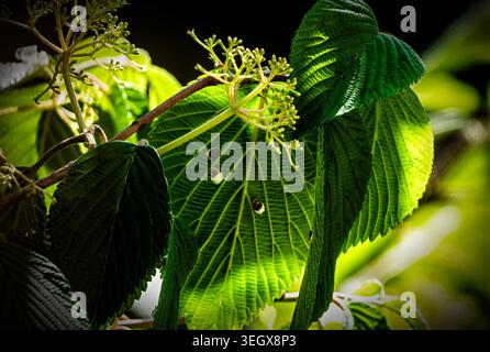 Foglie di alberi e fiori retroilluminati su uno sfondo nero profondo Foto Stock