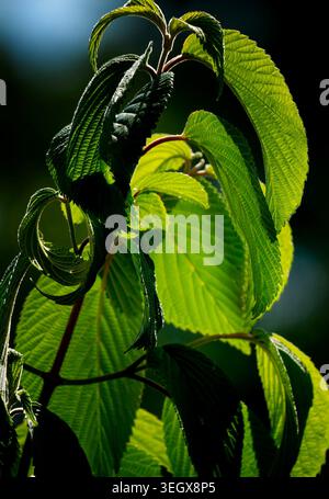 Foglie di alberi e fiori retroilluminati su uno sfondo nero profondo Foto Stock