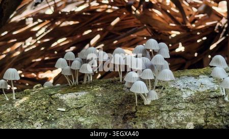 Truppa di funghi Inkcap delle fate (Coprinellus disseminatus) che crescono su un tronco di muschio nella foresta pluviale amazzonica, Pampas del Yacuma, Bolivia Foto Stock