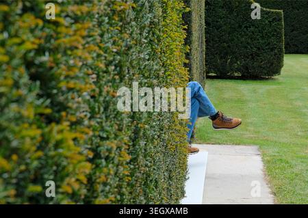 persona seduta sulla panchina del giardino oscurata da una grande siepe di tasso, norfolk, inghilterra Foto Stock