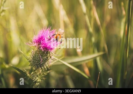 Fuzzy bumblebee che raccoglie nettare e polline dalla fioritura del cardo rosa brillante, contribuendo al processo naturale essenziale di fertilizzazione delle piante e alla salute dell'ecosistema durante l'alta stagione Foto Stock