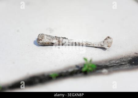 Osso animale intempestivo poggiato su cemento con un piccolo germoglio verde nelle vicinanze, primo piano Foto Stock