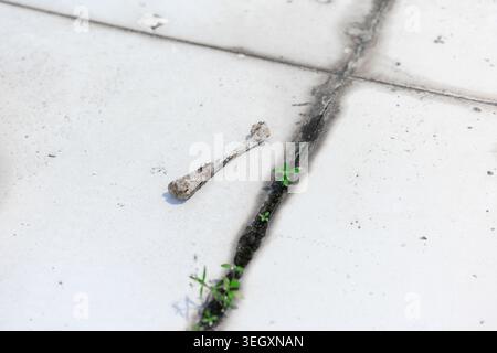 Un osso resistente agli agenti atmosferici poggia su pavimentazioni in cemento incrinato con piccole erbacce verdi che spuntano attraverso il Foto Stock