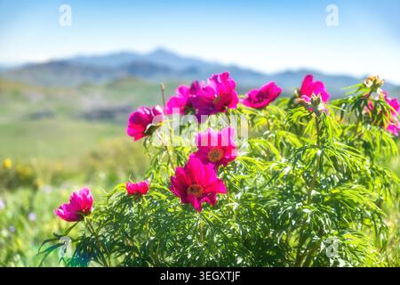 Peonie magenta selvatiche che fioriscono su verdi colline con montagne sullo sfondo nella regione di Almaty, Kazakistan. Sfondo commerciale per viaggi con servizio di fotocopie Foto Stock
