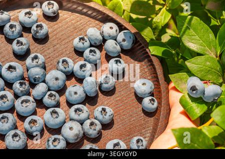 Goditi la bellezza dei mirtilli appena raccolti su un piatto rustico, che mostra i loro colori vivaci e il loro fascino Foto Stock
