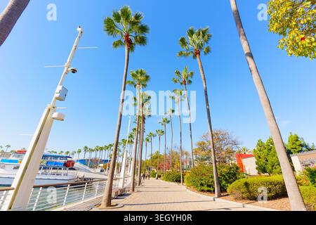 Long Beach, California - 7 gennaio 2026: Passerella pedonale pavimentata in legno pulita si estende in avanti fiancheggiata da torreggianti palme accanto a un molo per barche Foto Stock